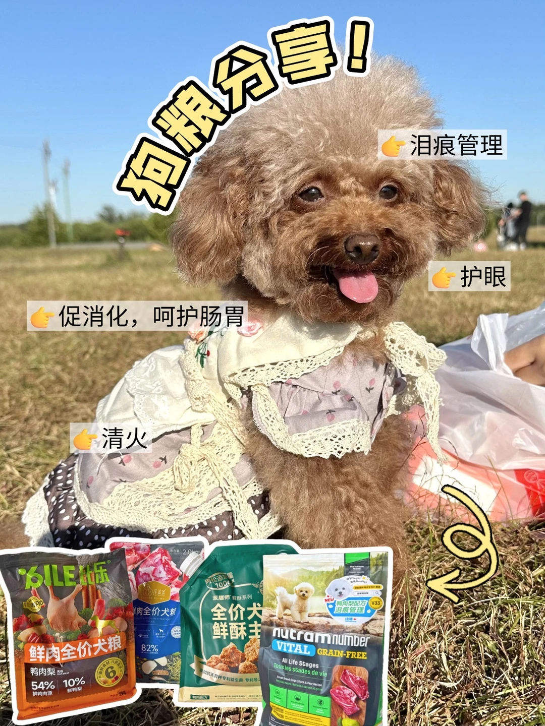 四款热门狗粮真实测评，适合的才是更好的