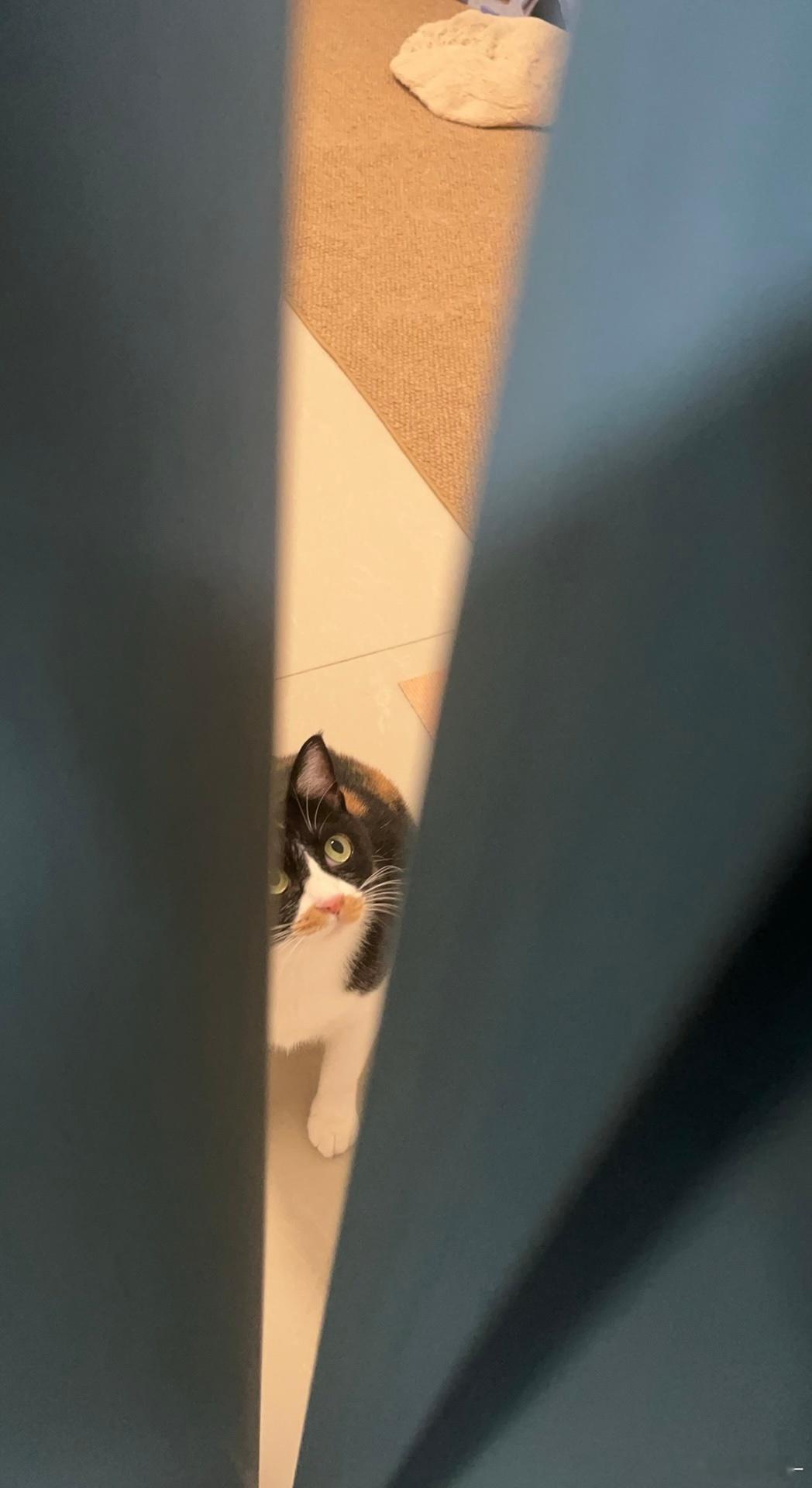 本人有一只养了6个月的猫，由于个人原因，今天拿出来晒一下，如果你想养，你也可以去