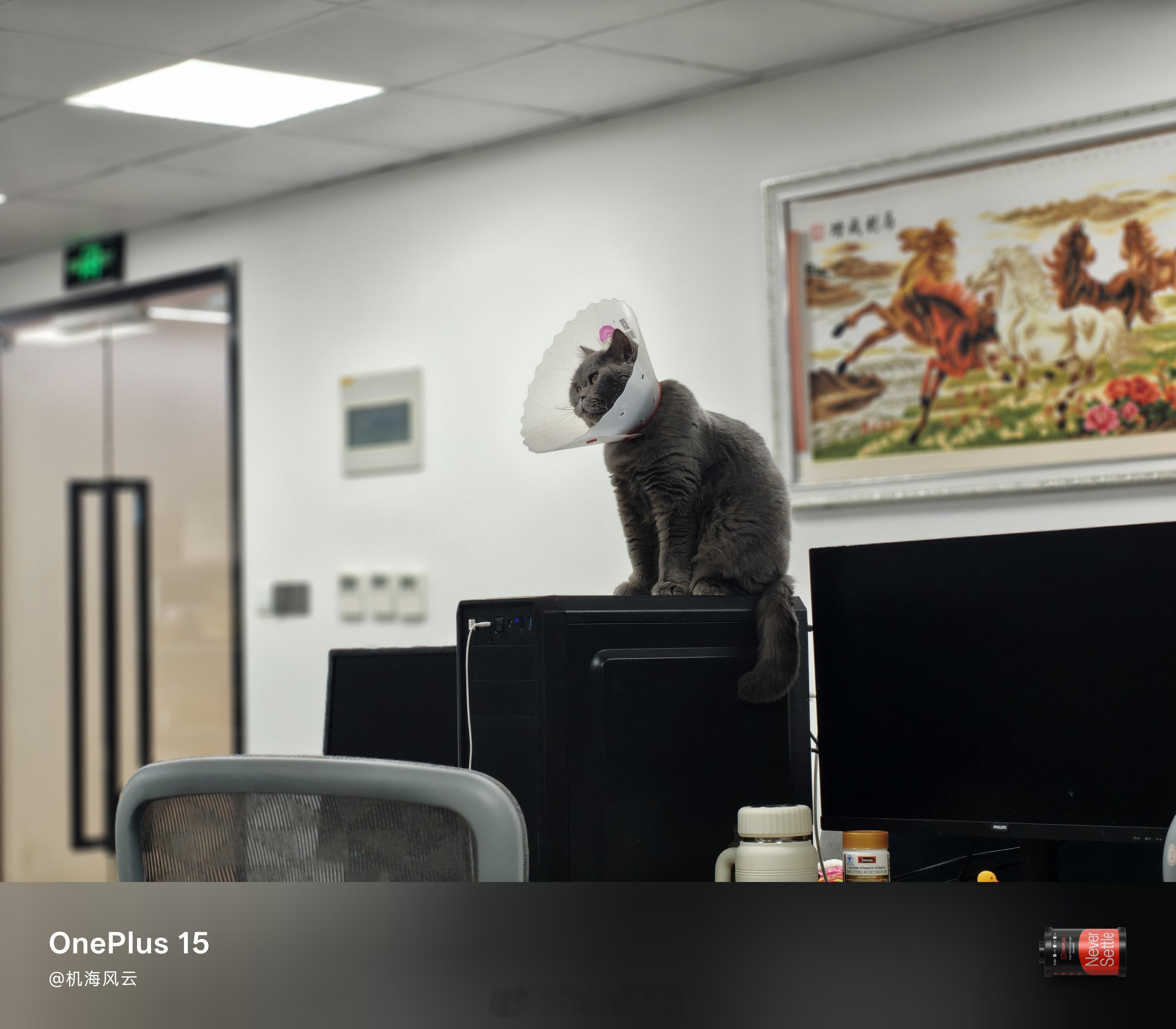 难得下个早班，监工猫🐱，明儿见！