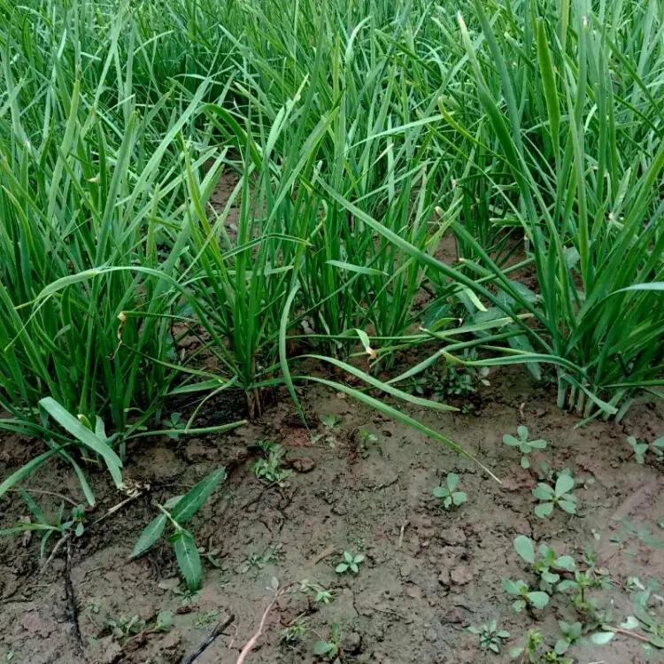 元降到3.3了，红萝卜从1.6降到8毛。对于爱吃面爱吃搅团的老陕来说，冬天吃