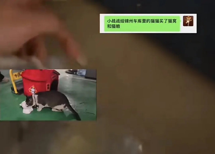 天啦噜羡慕这只小猫咪