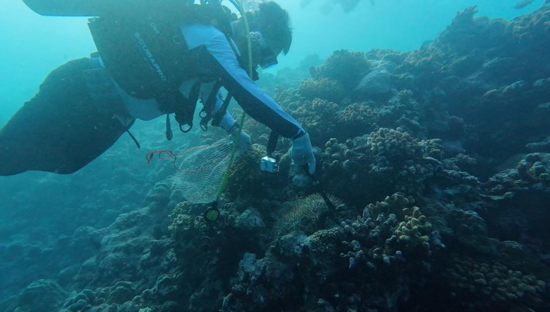 环球网报道中国科学院南海海洋研究所在黄岩岛潟湖的科考情况。科考队发现海草床附近存
