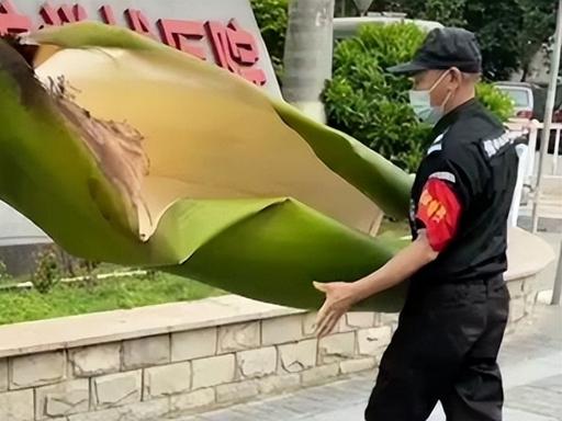 🌞太倒霉了！6月25日报道，广东珠海，一女子在小区散步时，被大王椰树的落叶