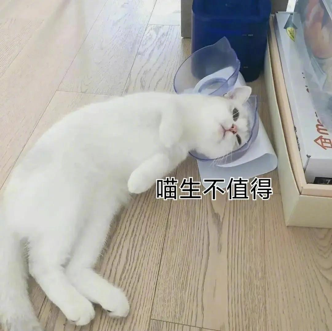 被辜负的猫咪的一生！