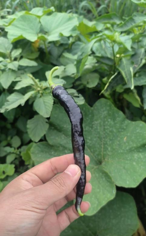 “真解释不清了！”8月20日，吉林四平，一男子去地里摘菜时，竟发现一株紫色的辣椒