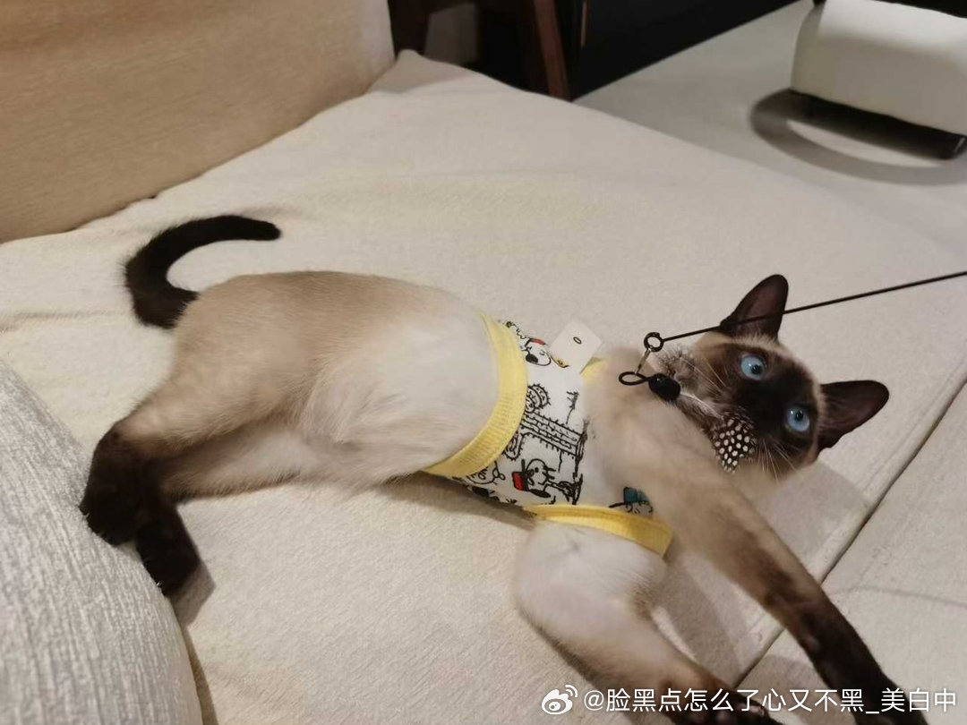 4110只黑脸小猫咪穿小背心