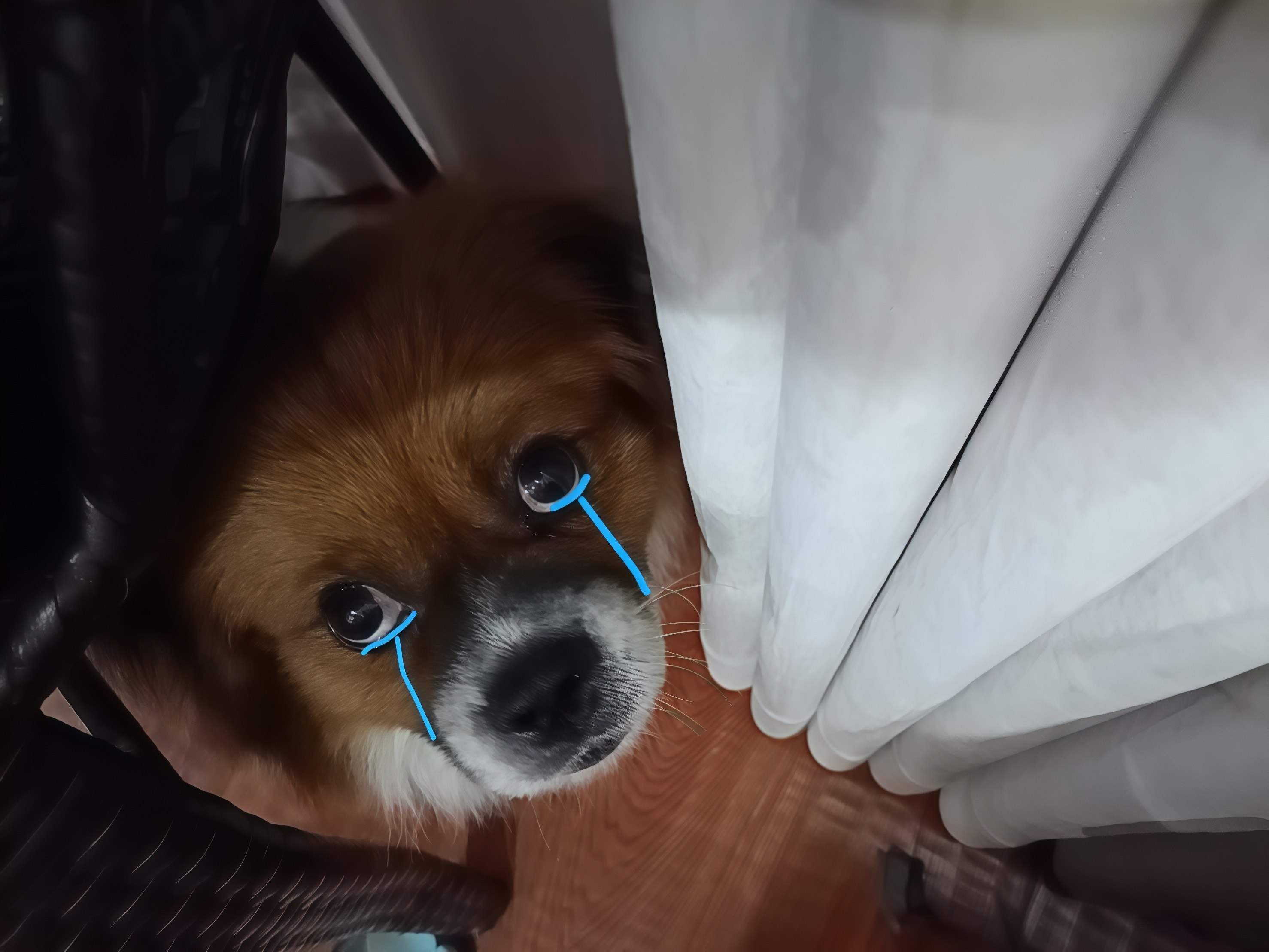 拍了一张乐乐狗很傻的照片于是我批了这些​​​