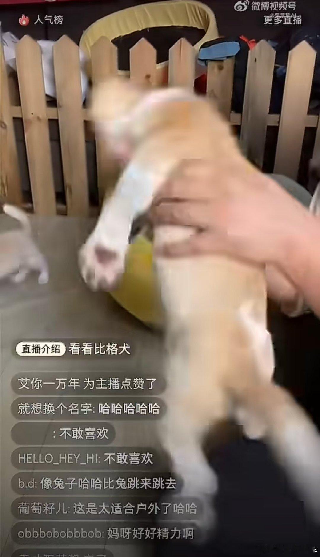 #比格犬舍直播老板按都按不住#确实，我截屏都截不到一个清晰的图片。​