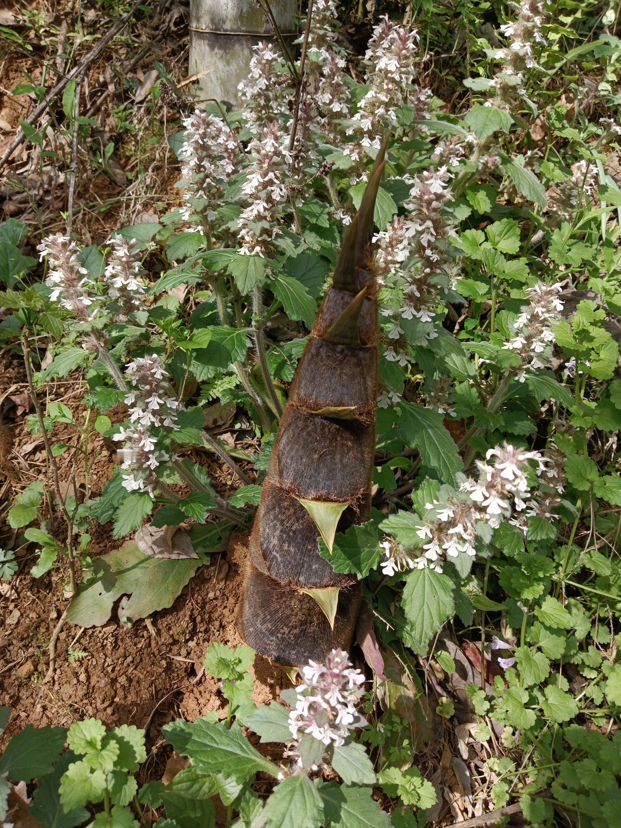 春末夏初，户外山里游的要当心！周末回苏湾，山上挖了若干竹笋，回城后送了几个