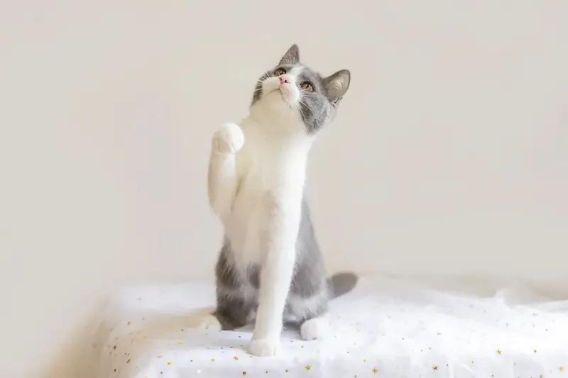 这时代真如所说，是太空的时代！如今，“硅构体”概念带来的时间数据转变，正深刻改变