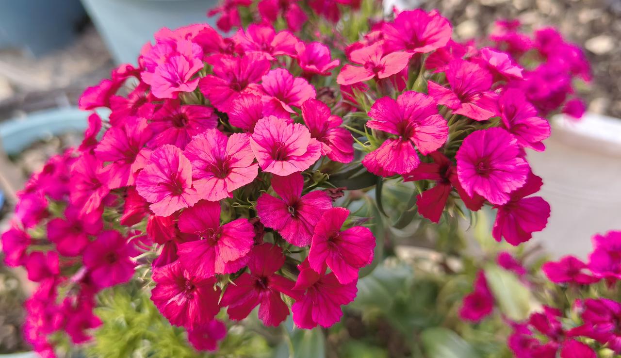 三八节，什么样的媳妇会给婆婆送花？什么样的婆婆会收到媳妇的花？我的邻居，是一