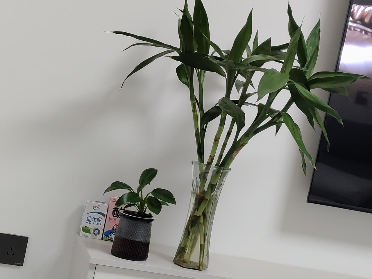 别再乱买花了！这几种摆家里，家的“温度感”直接拉满！很多人以为家里放花就是
