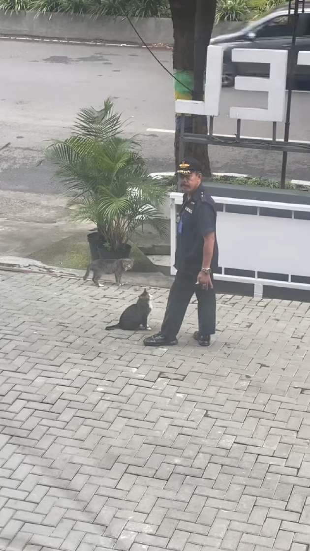 这不是我想要的抱抱，感觉怪怪的，好丢猫啊