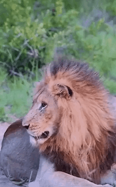 体型大，不一定能威胁到体型小的动物，比如苍蝇。