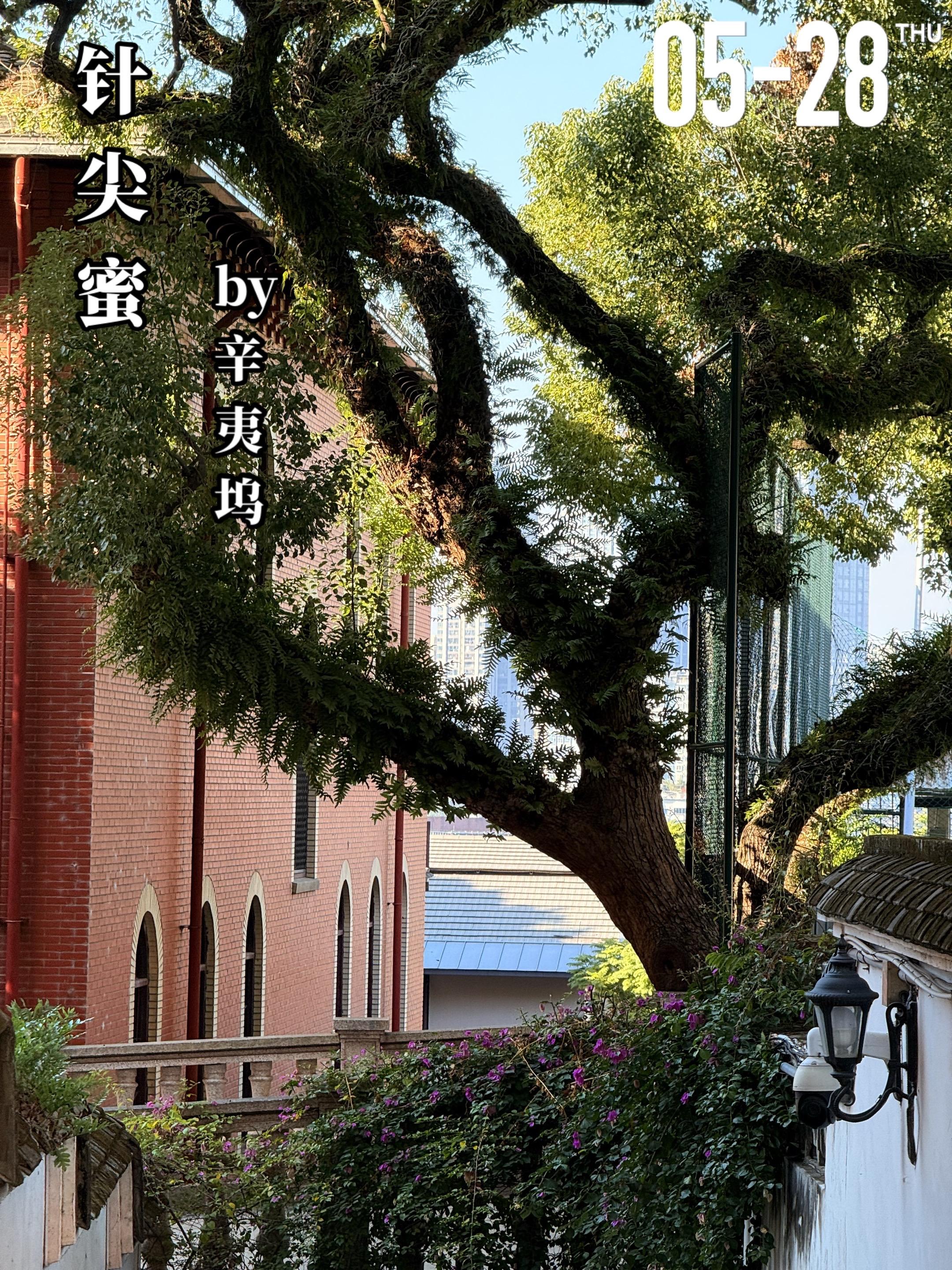 《针尖蜜》by辛夷坞。陈樨（女主）与卫嘉（男主）两人年少相识，彼时的陈...