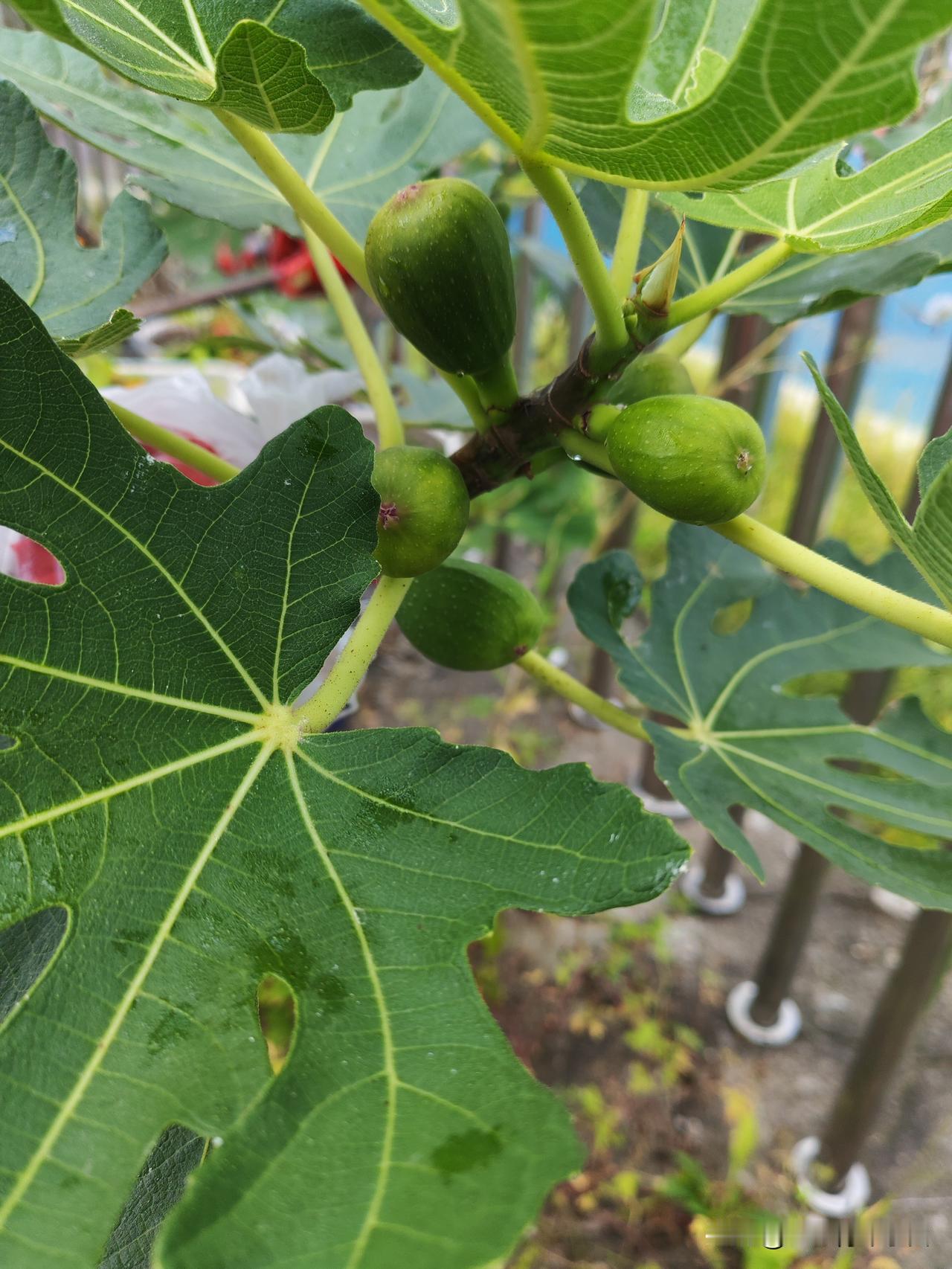 你问我答现在黑龙江盆栽无花果，国足刚出来十几天，还能成熟吗？搬到室内行不行？