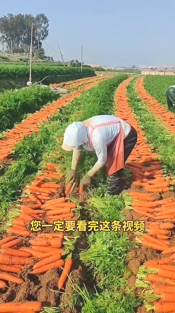 胡萝卜想要产量高，您一定要看完这条视频。六七月份正是种植胡萝卜的好季节，胡萝卜