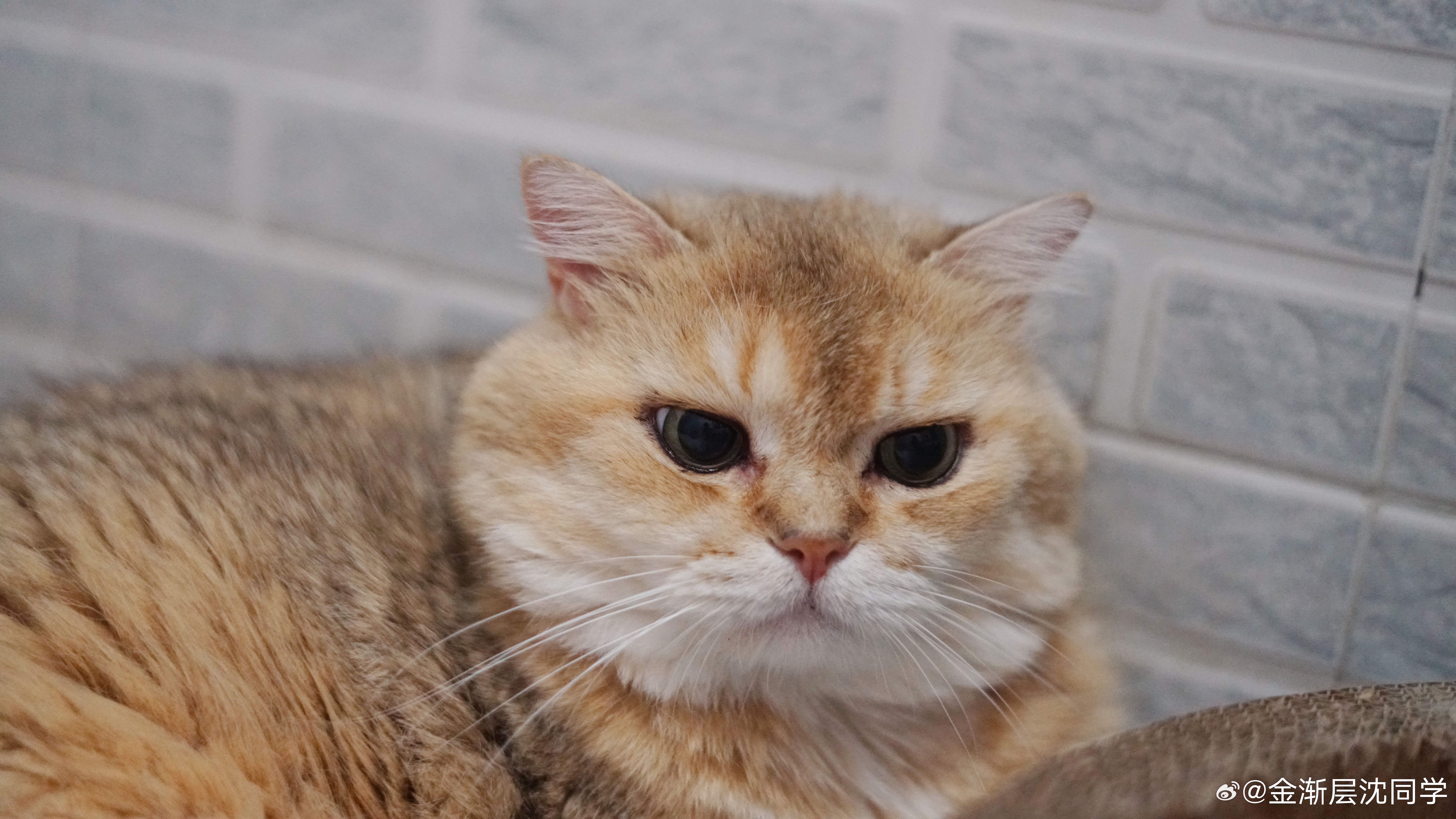 快12岁的小奶猫萌宠猫咪