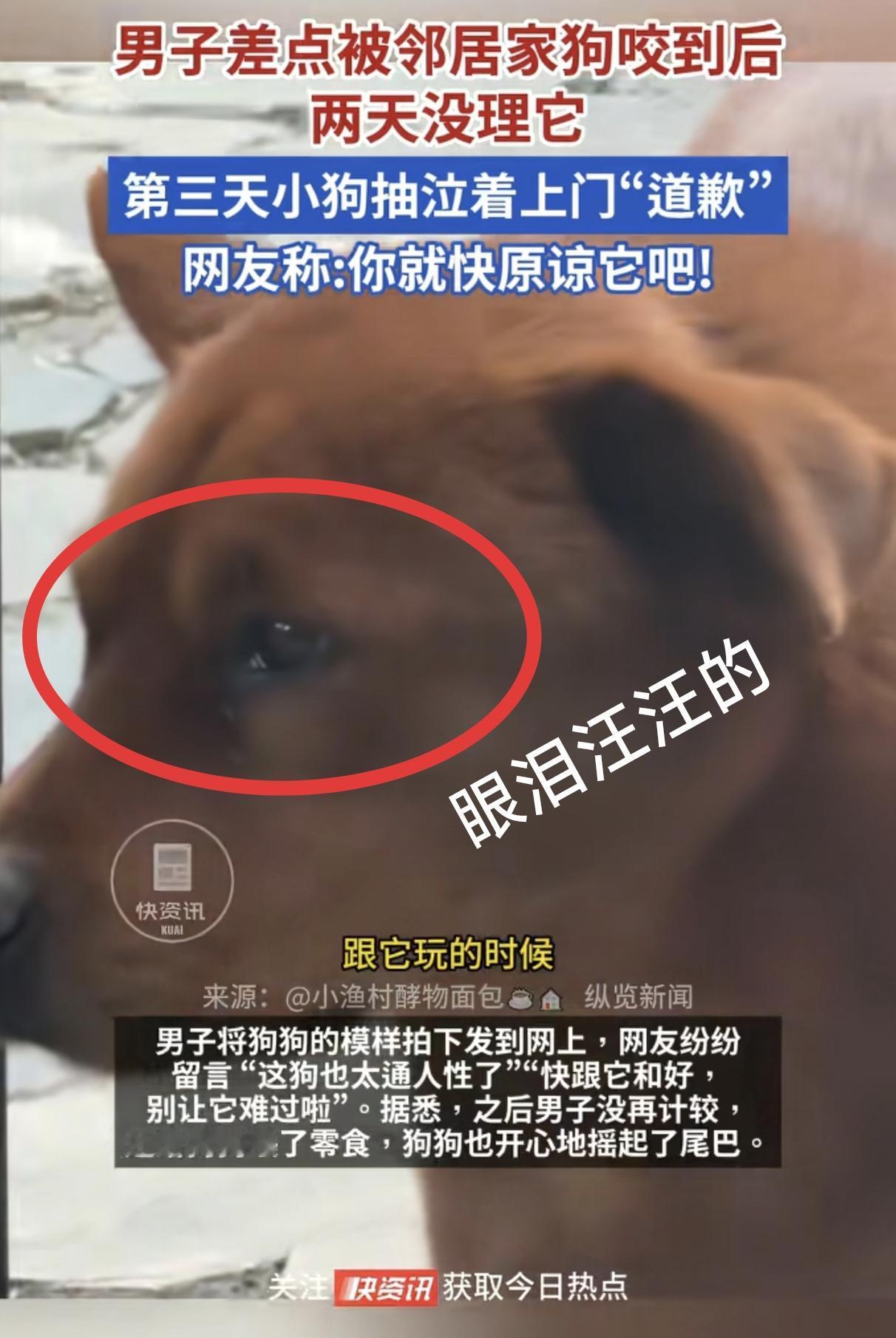 “太逗了！”男子差点被邻居家的狗咬到，两天没理它，没想到第三天狗狗就登门哭求“