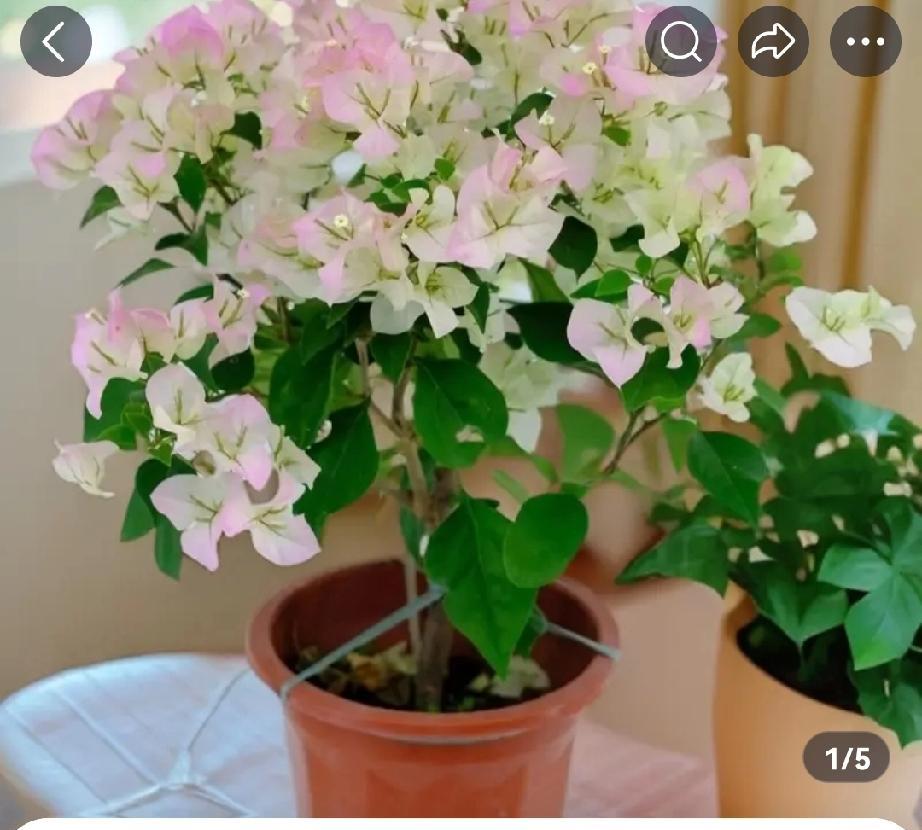 还是没忍住啊！我又拍了2盆三角梅花去年十一的时候我拍了几盆三角梅，章红缨、加州