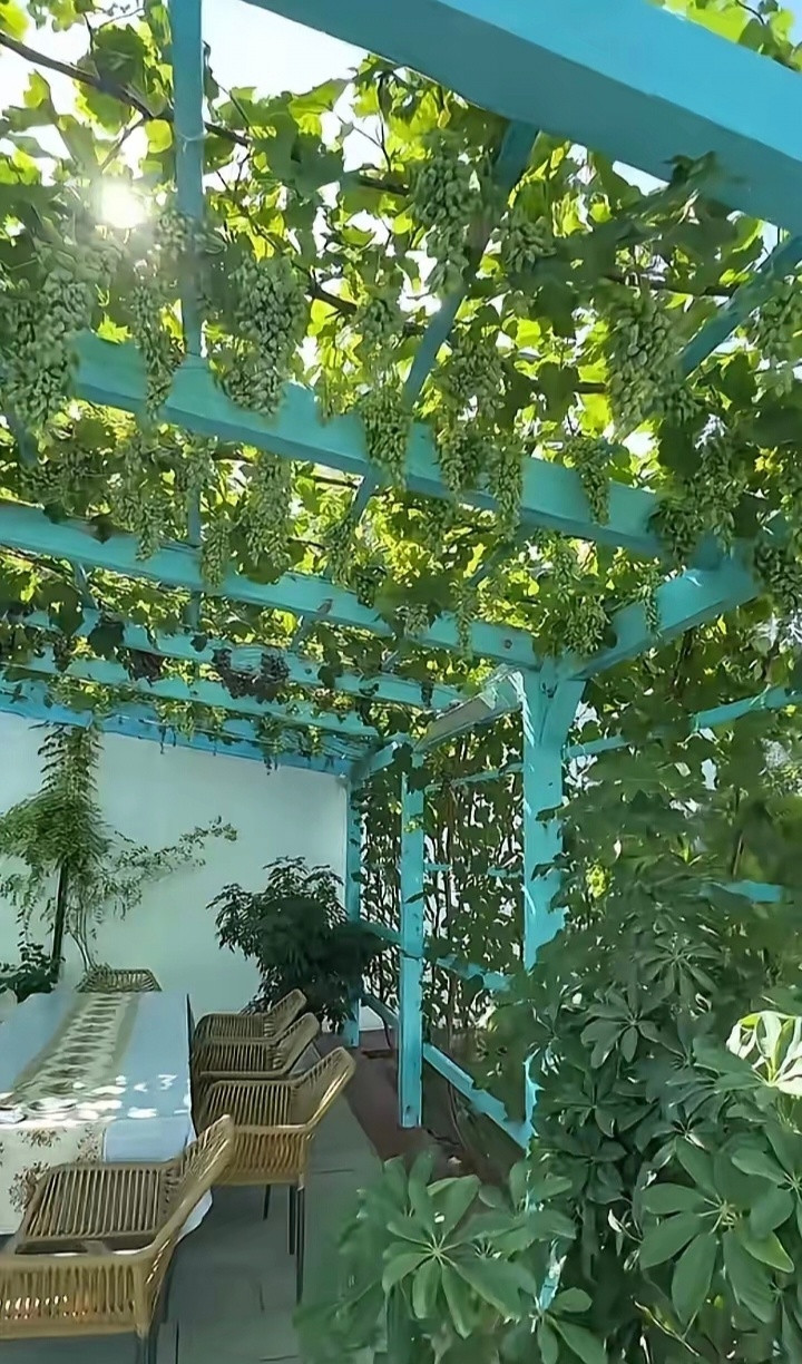 央视主持人尼格买提新疆伊犁的家，湖蓝色的院落，葡萄架子挂满葡萄，像是童话世界公主