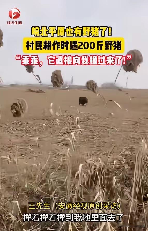 “心真大啊！”近日，安徽蚌埠，一男子在田里浇地时，突然看见远处有一头野猪，正朝着