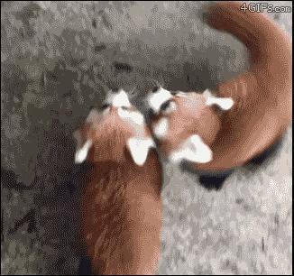 这动作一气呵成。小熊猫还是挺可爱的，不知道能不能养？