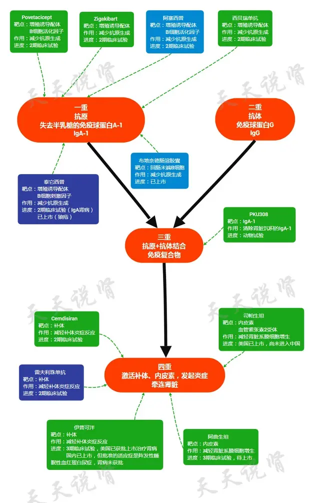 全球首款补体抑制剂伊普可泮, 肾功能获益初露锋芒!