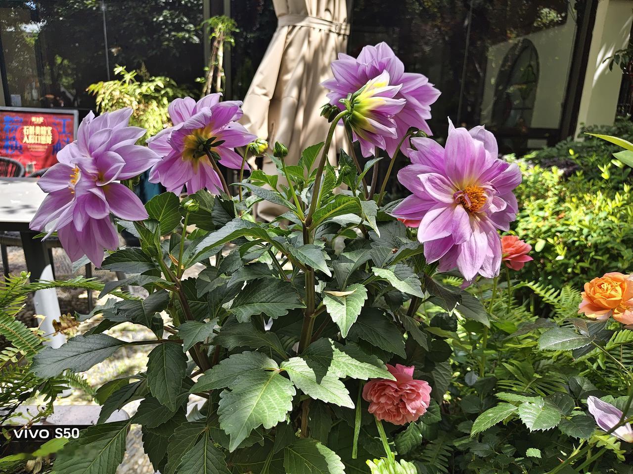 花影摇曳，映照人间繁华。