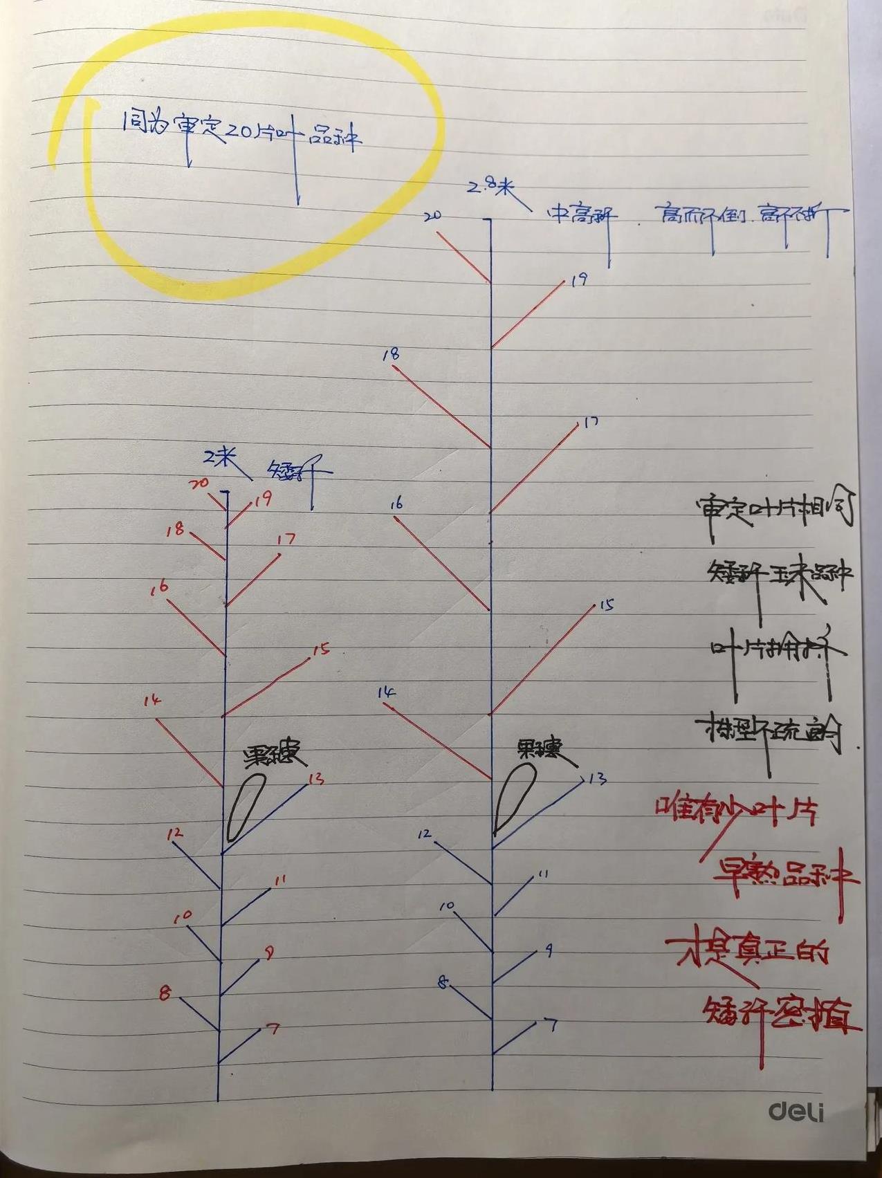玉米品种：审定的叶片数量不少，又是矮秆，不是真正的“耐密高产”，因为，它只会叶片