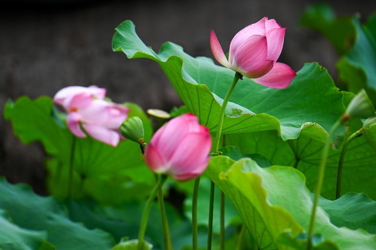 没什么好抱怨的，今天的每一步，都是在为之前的每一次选择买单，这也叫担当；没什么好