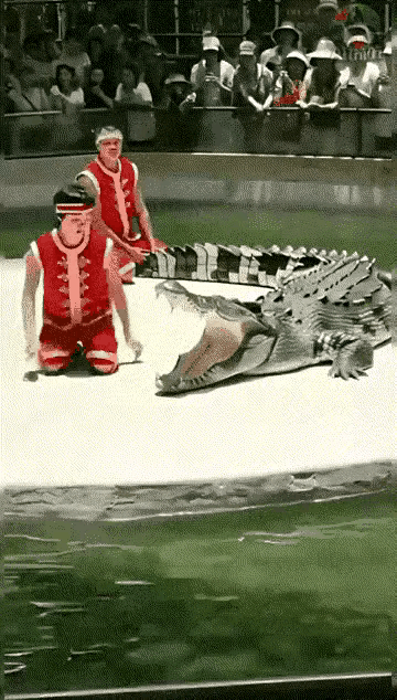 胆子真大[呲牙笑]