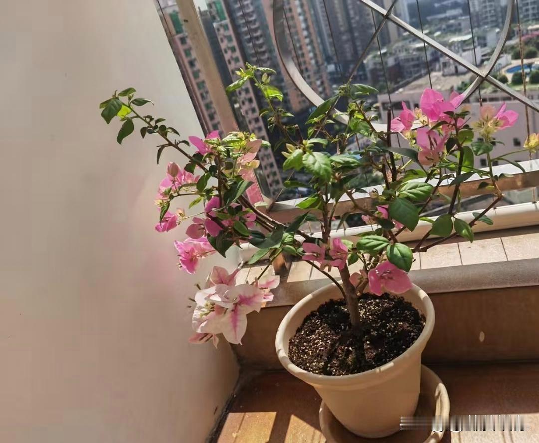 我侄女的“不婚”选择:守着自己的小窝，比啥都强我侄女今年30岁，在省司法厅当公