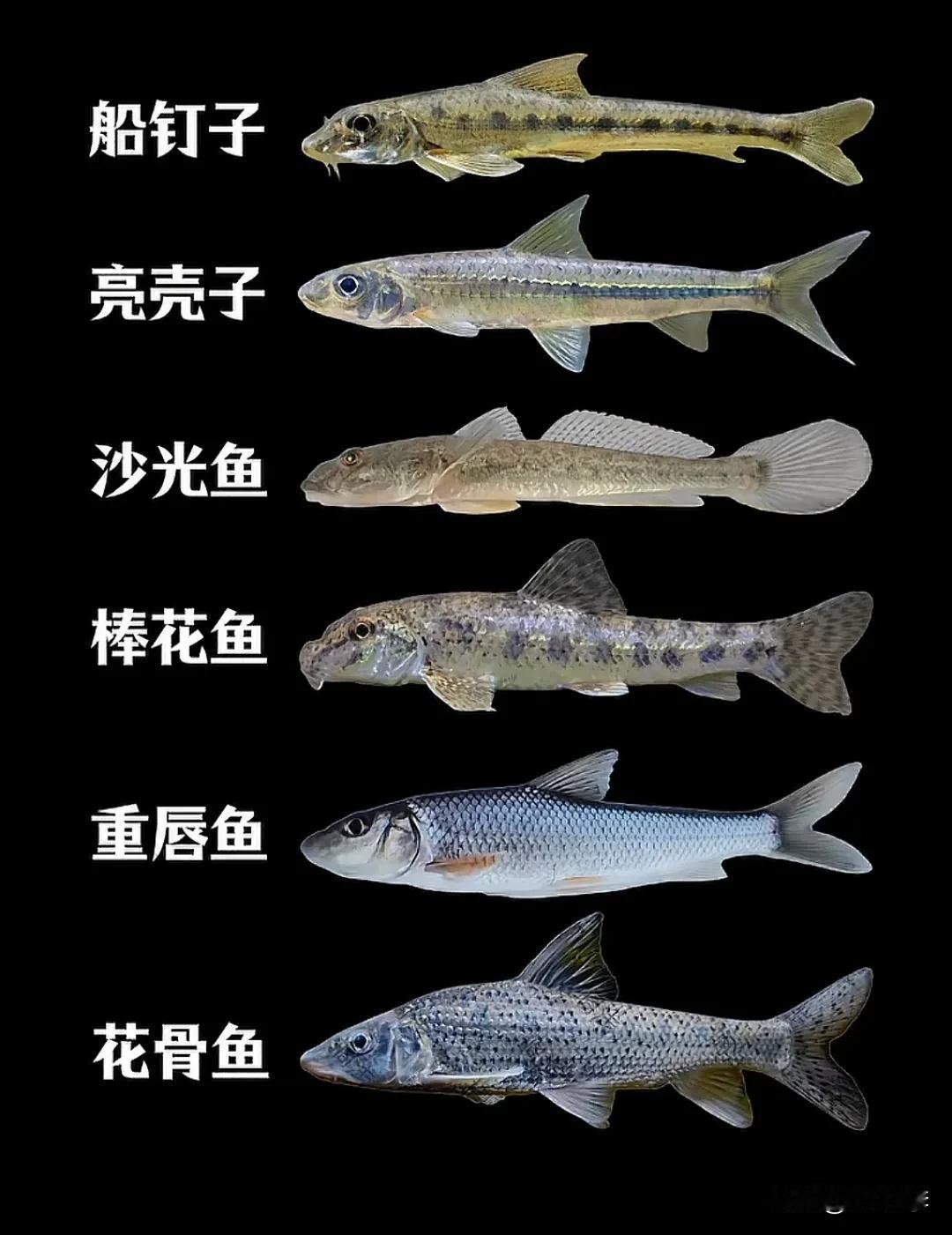 钓鱼佬解锁过几种