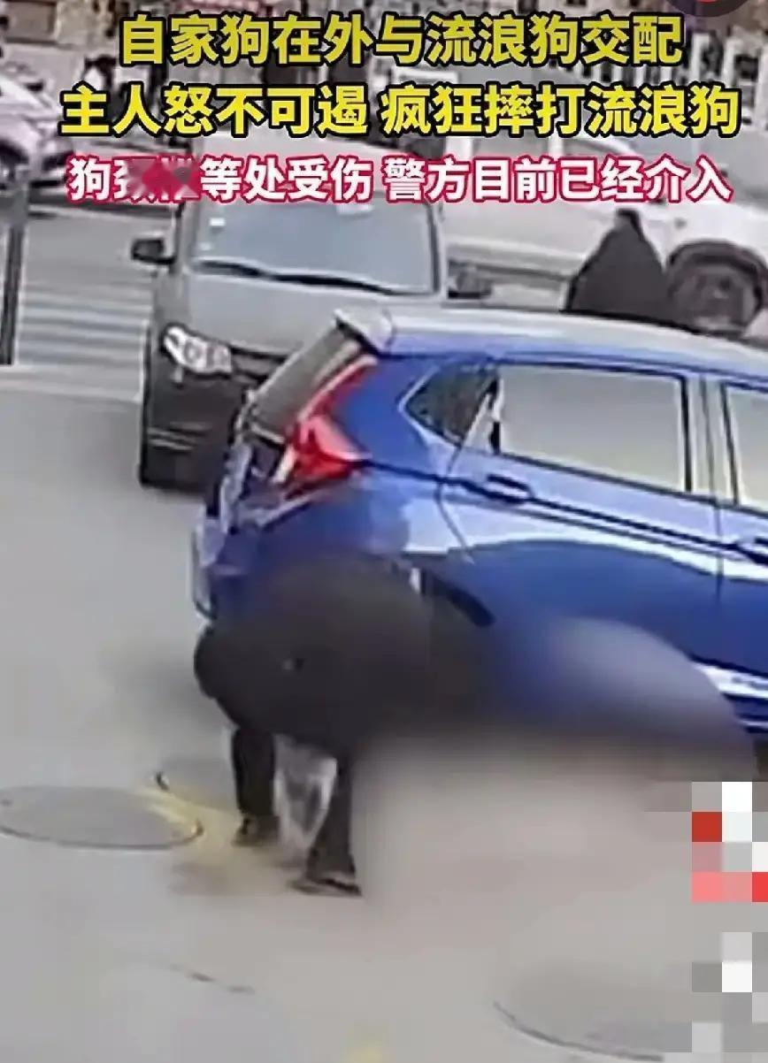 西宁男子遛狗不牵绳，狗当场和流浪狗锁死，他掰不开，直接拎起流浪狗往水泥地猛砸。