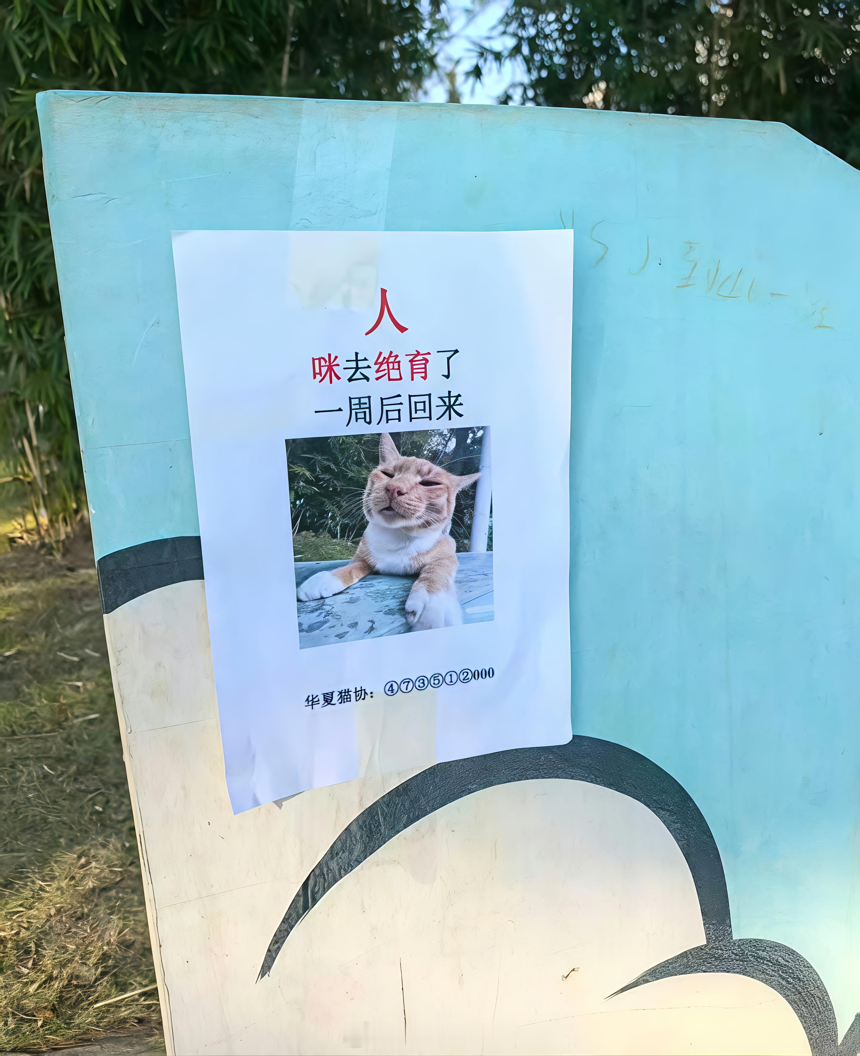 小猫请假去绝育ohahahyeah~duangduangduang~leg