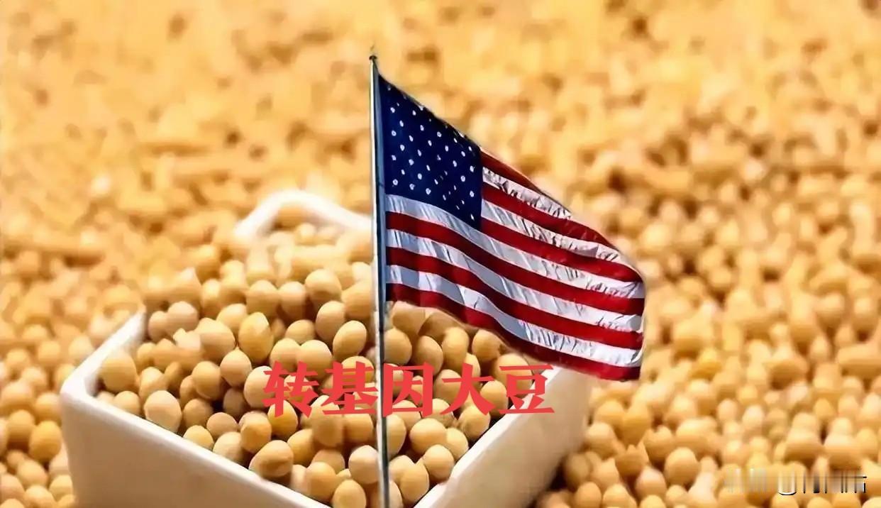 ，美国转基因大豆的种植与出口数据相当惊人：据美国农业部（USDA）2024年报告