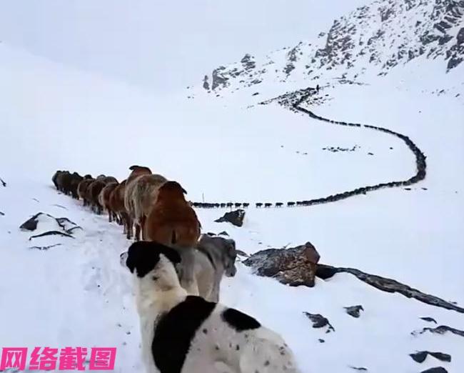 新疆特克斯有两只牧羊犬放羊的一段视频让众人眼前一亮。原来这是一公一母的两只牧