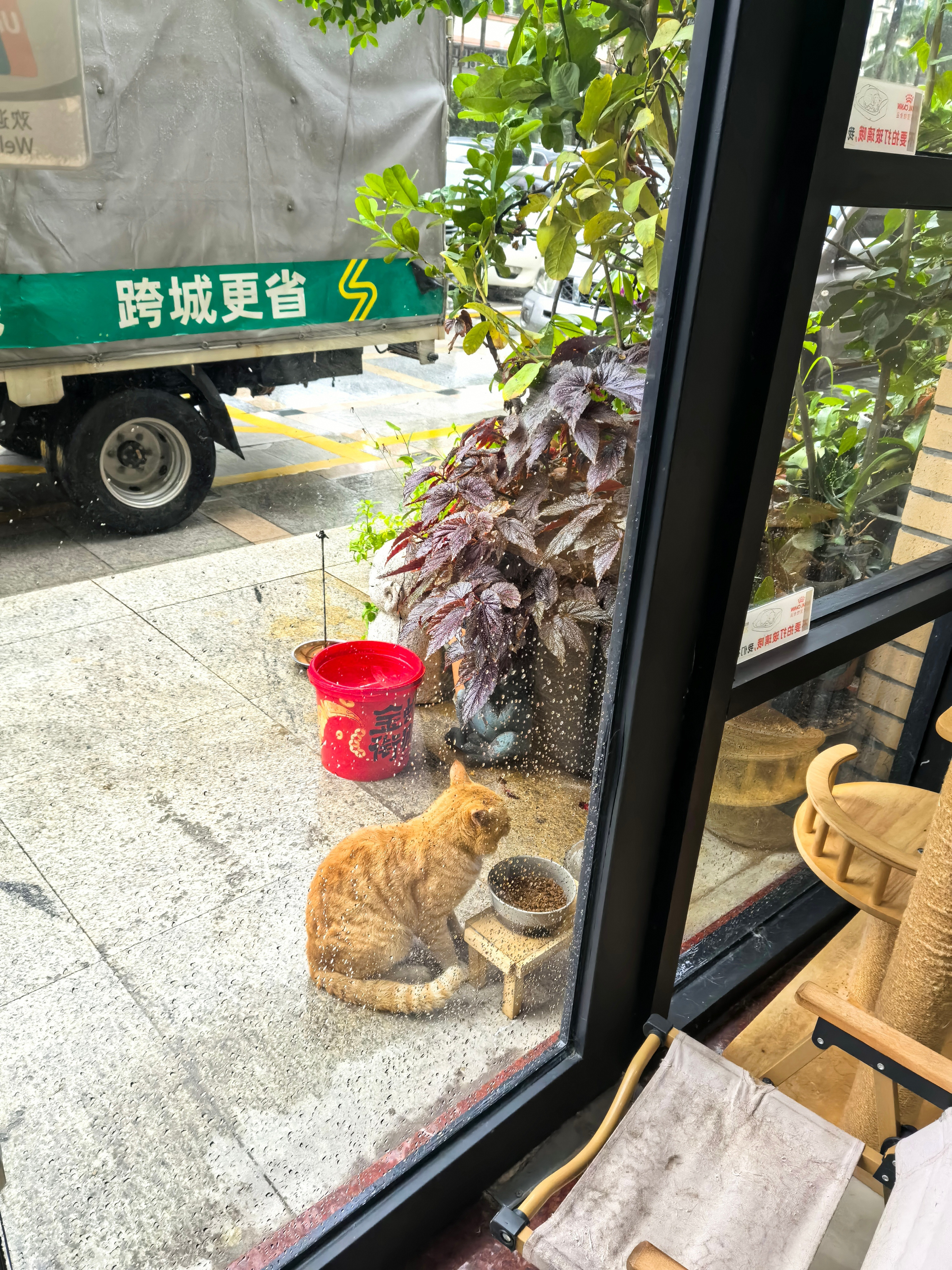 不知道是不是错觉，我觉得野生仔们每一个都胖乎乎帅帅的，颜值也高，虽然是流浪猫，不