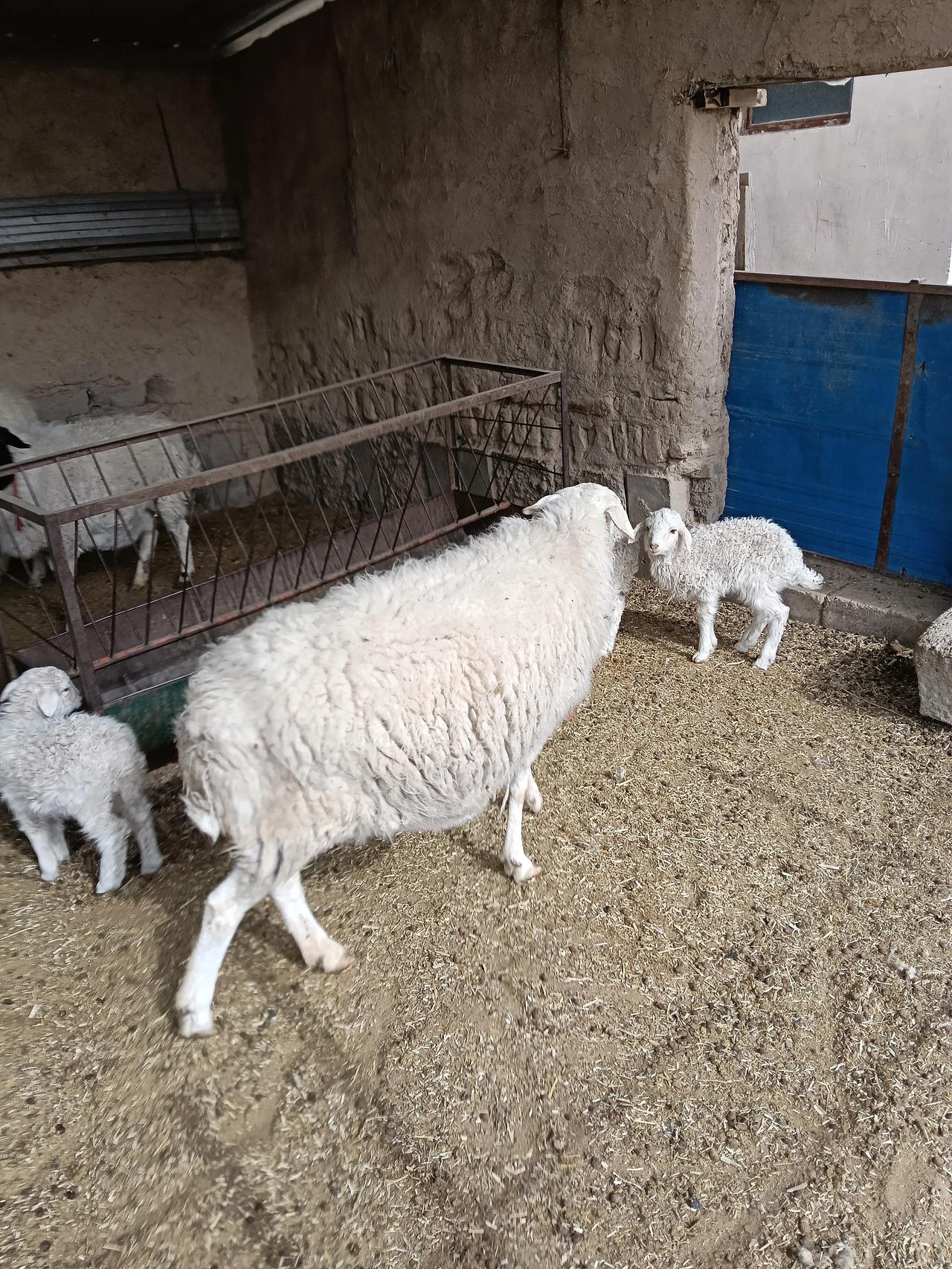 小羊羔拉稀了，今天就不让它们吃草了。停喂一顿，靠靠它们。小羊羔肠胃松动一下。