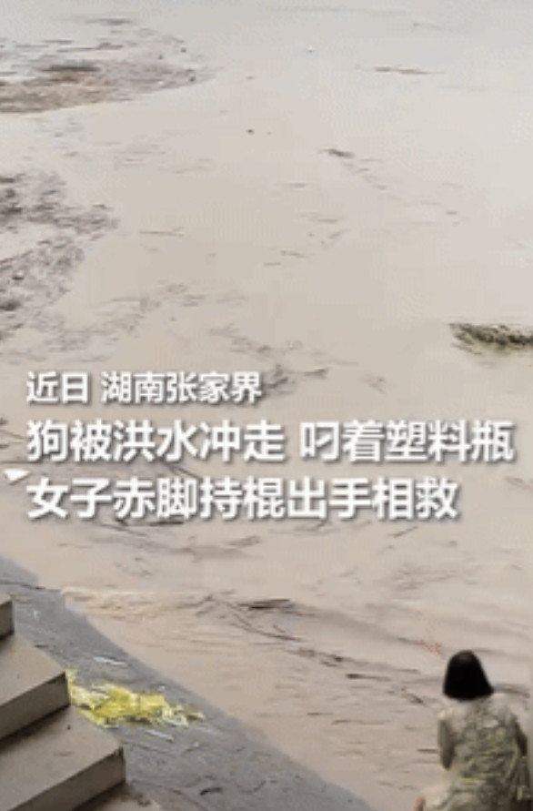 万物有灵！湖南，一小狗被困在湍急的洪水中，它努力叼着塑料瓶但是却无法上岸，一名好