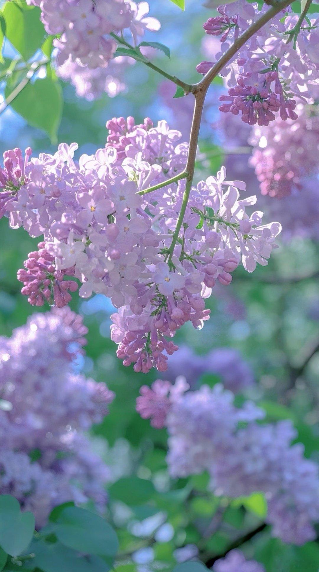 丁香花是木犀科丁香属植物的统称，春季开花，花色以紫色、白色为主，花香浓郁，象
