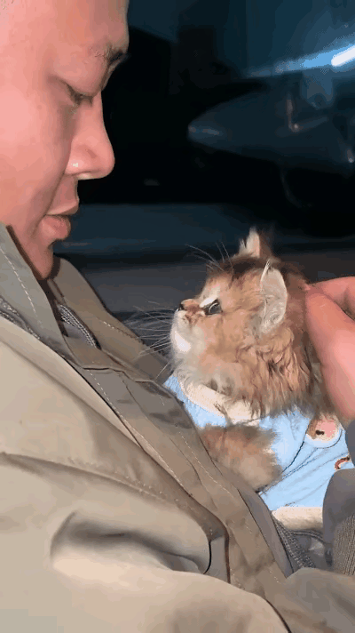 这谁能扛得住，小猫咪躺在男子的怀里，深情的望着男子，目不转睛的看着他，伸出两只毛