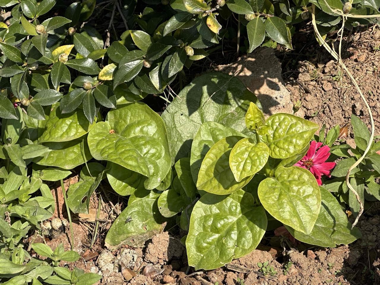 冬日暖阳下，街边一个花坛里，在一棵茶花树下，居然新长出两棵鲜嫩肥厚的木耳菜，这木