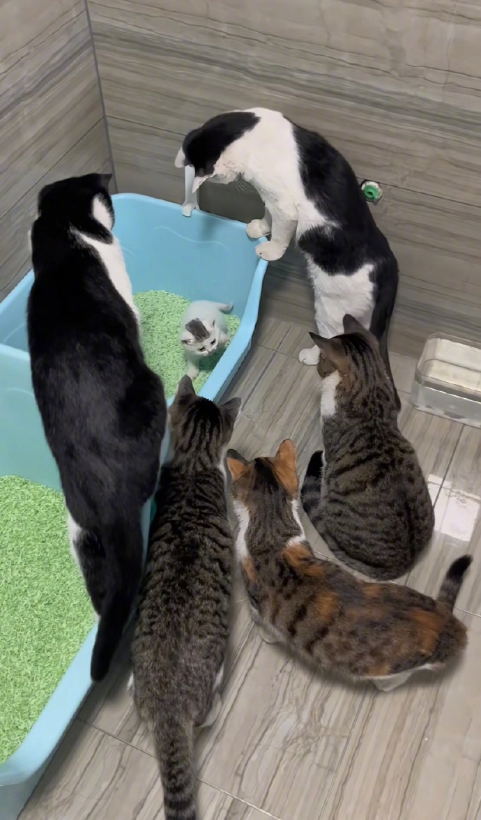 小猫也到了上厕所都会挨夸的年纪