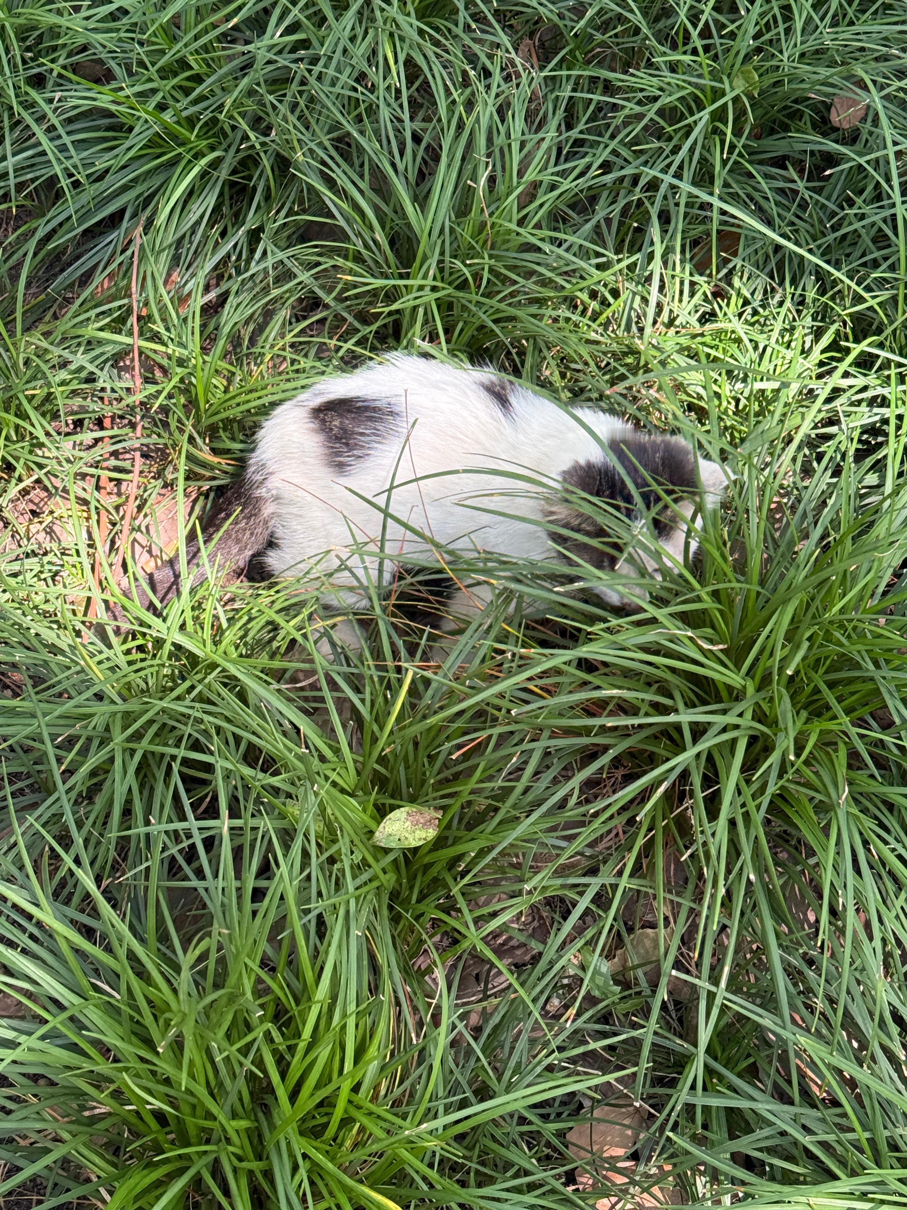 终于见到西园寺小猫咪了​​​