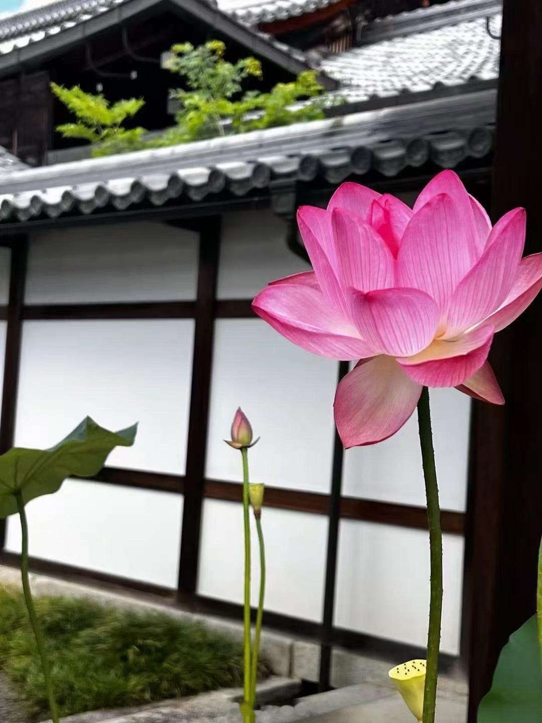 今年我是“火上加火”的格局，命局属火，流年遇上丙午火年，天干地支都是火，火旺至极