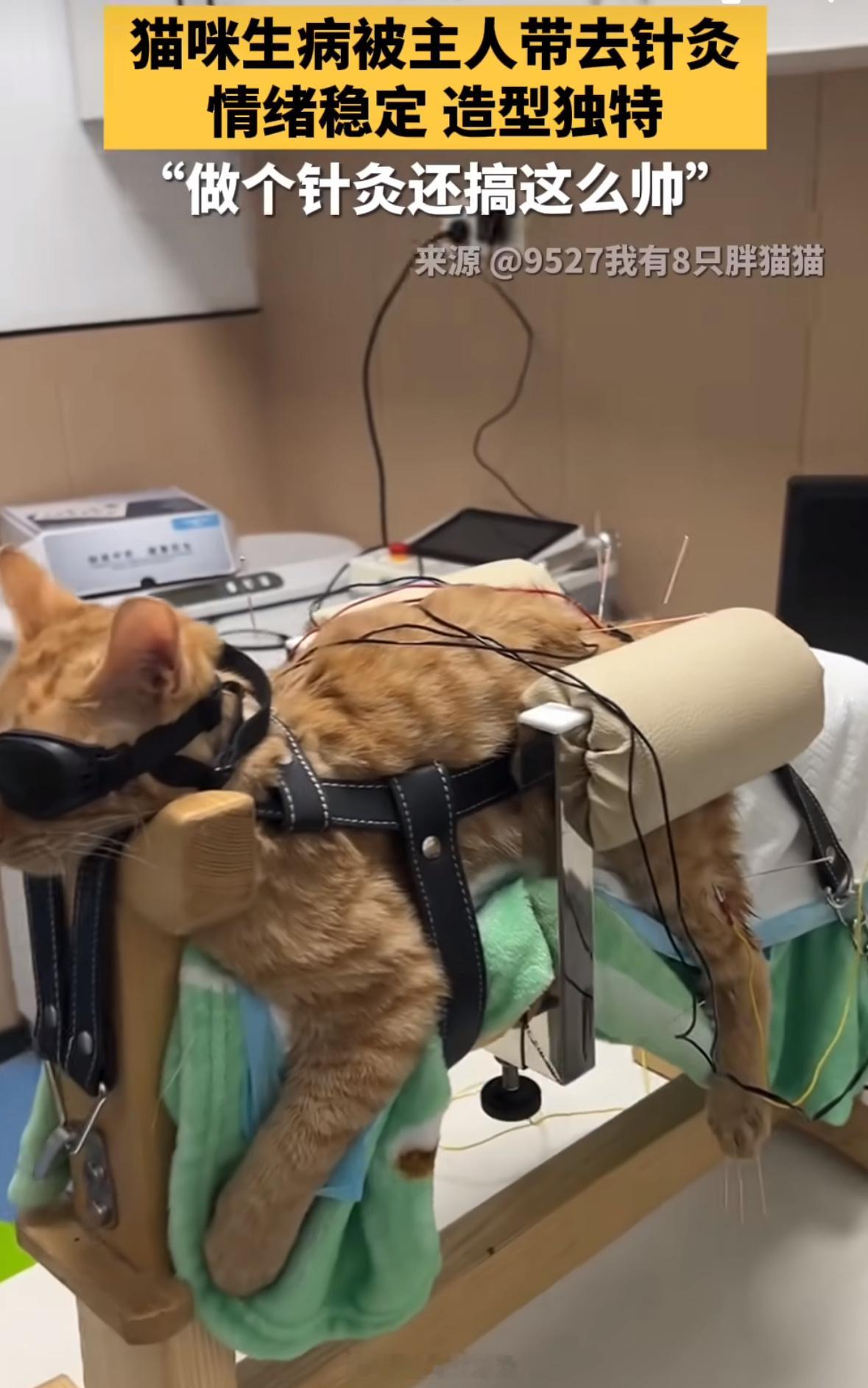 猫咪都搞针灸了？​​​