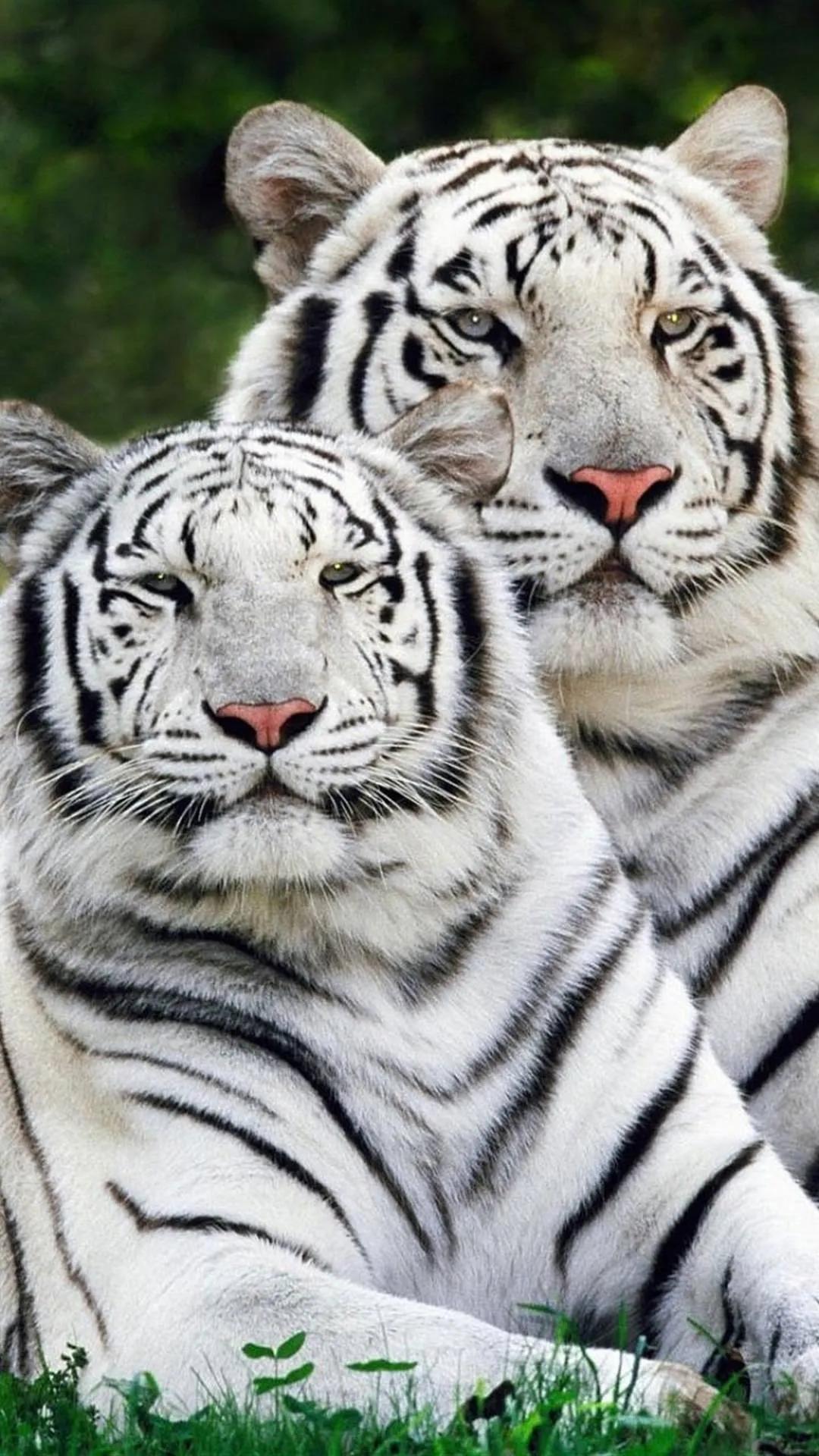 属虎人注意！2026马年正月这几件事别大意，真实提醒2026丙午马年，属虎