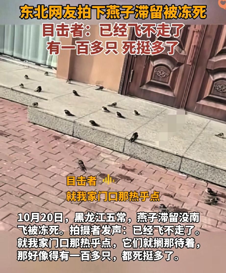 黑龙江五常上百只燕子冻死在门口，林草局说是“自然现象”，可这事儿真没这么简单。